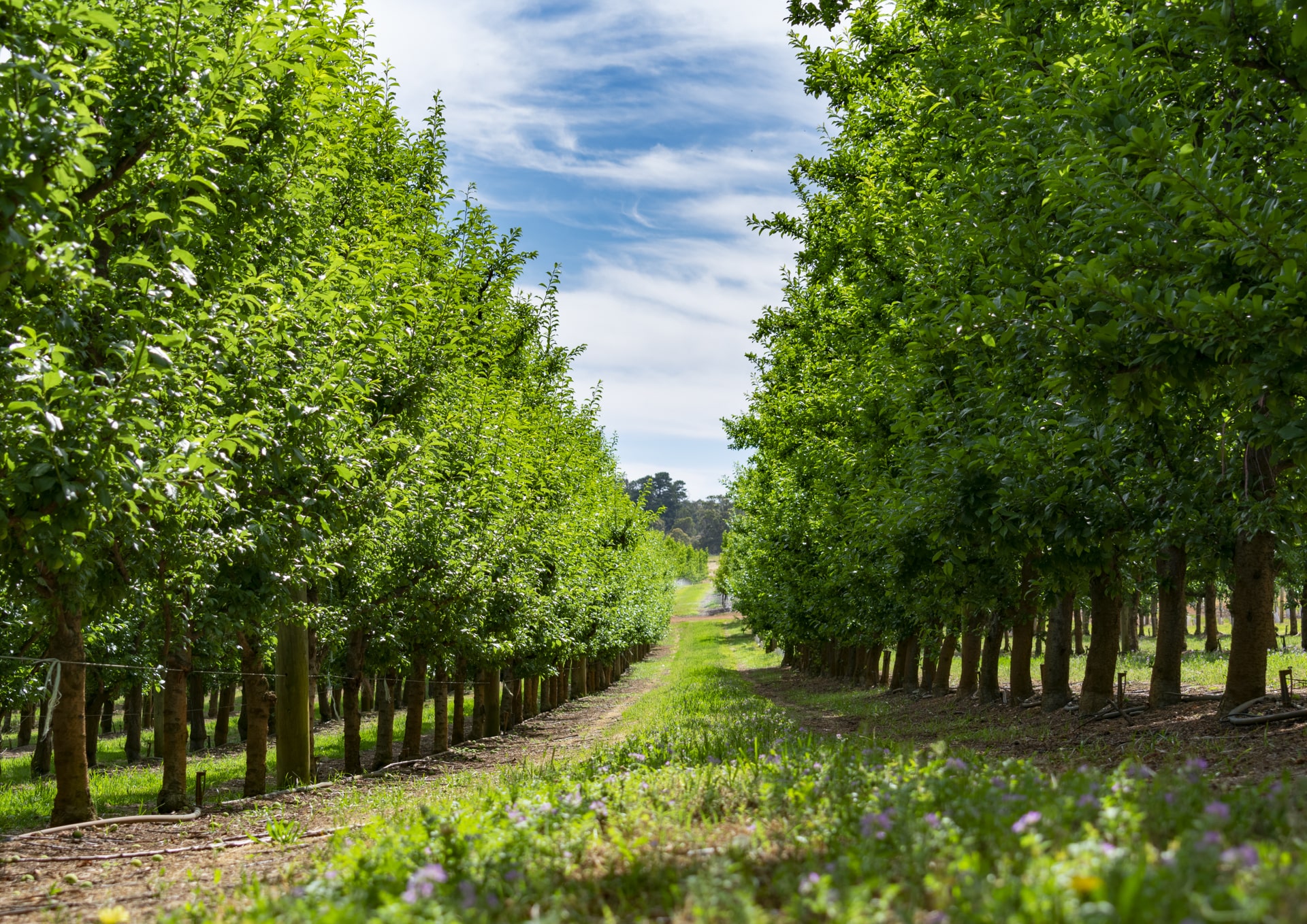 Raeburn Orchards